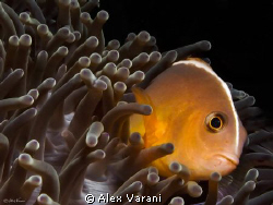 amphiprion akallopisos by Alex Varani 